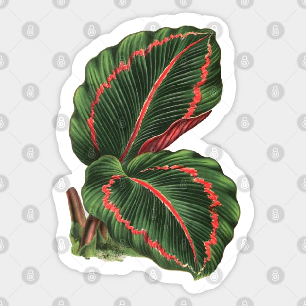 Calathea roseopicta - Rothschild Sticker by chimakingthings